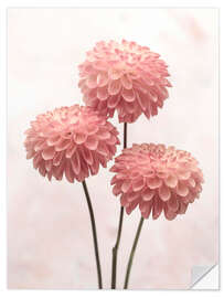 Selvklæbende plakat Three pink Dahlias