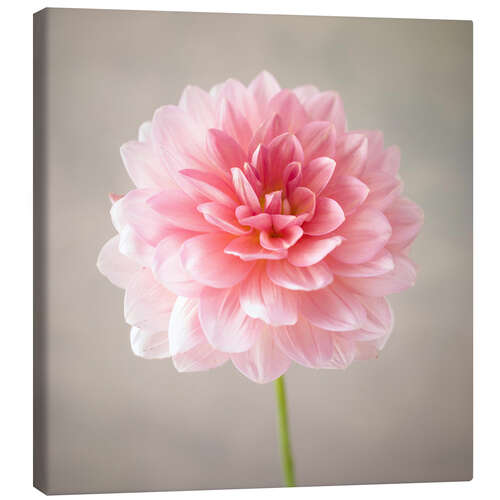 Canvas print Dahlia