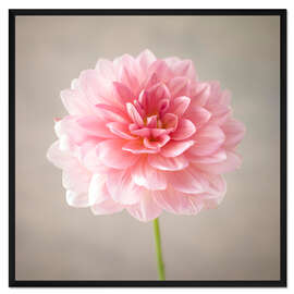 Gerahmter Kunstdruck Dahlie