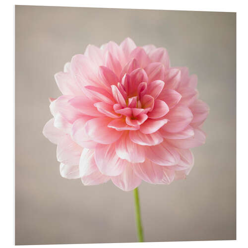 Foam board print Dahlia