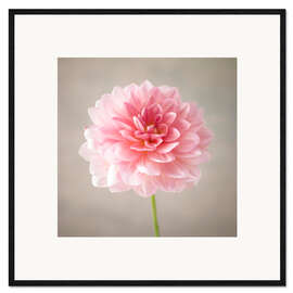 Framed art print Dahlia