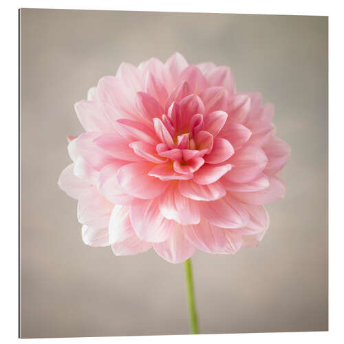 Gallery print Dahlia