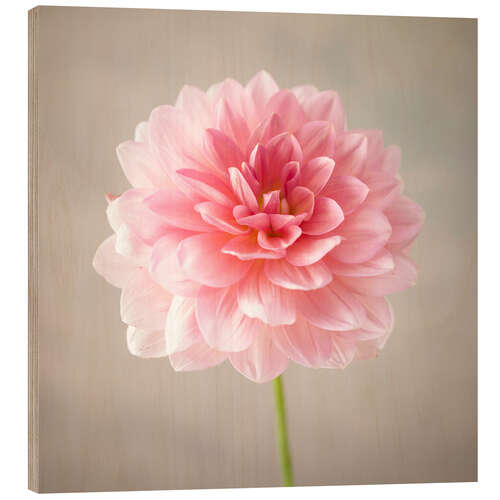 Wood print Dahlia