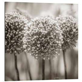 Aluminium print Allium I