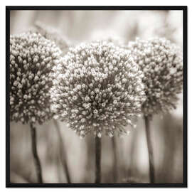 Gerahmter Kunstdruck Allium I