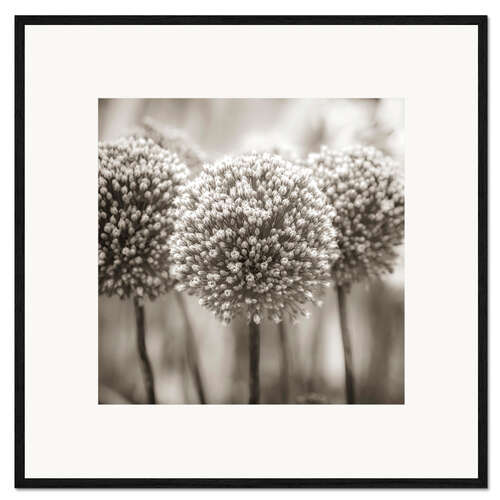 Impressão artística com moldura Allium I