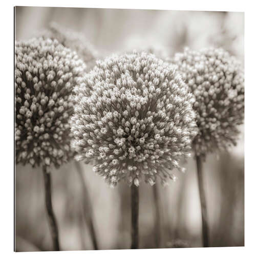 Gallery print Allium I