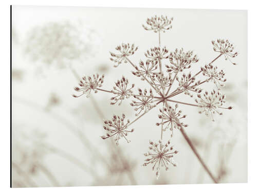 Aluminiumtavla Cow parsley