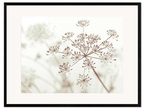 Framed art print Cow parsley