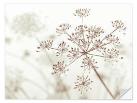 Wall sticker Cow parsley