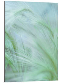 Aluminium print Foxtail II