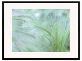 Framed art print Foxtail I