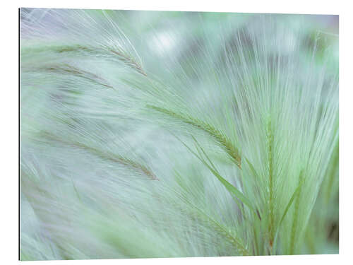 Gallery print Foxtail I