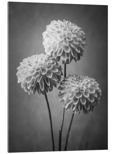 Obraz na szkle akrylowym Dahlias, b/w