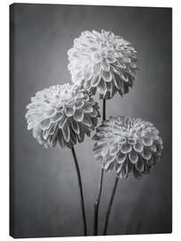 Canvas print Dahlias, b/w