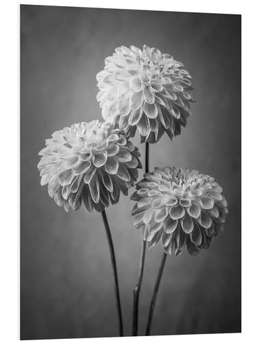 PVC print Dahlias, b/w