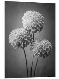 PVC print Dahlias, b/w