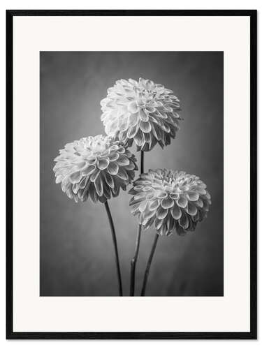Innrammet kunsttrykk Dahlias, b/w