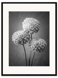 Innrammet kunsttrykk Dahlias, b/w