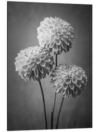 Magnettafel Dahlien, s/w