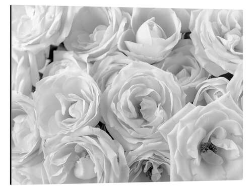 Aluminium print White roses bouquet