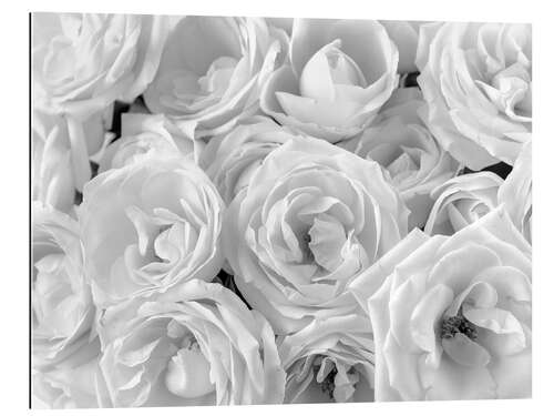 Tableau en plexi-alu Bouquet de roses blanches