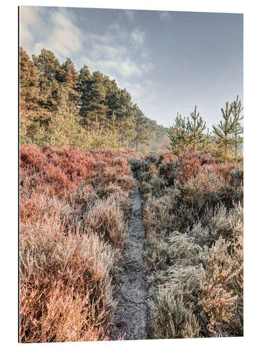 Gallery print Path through the hoarfrost