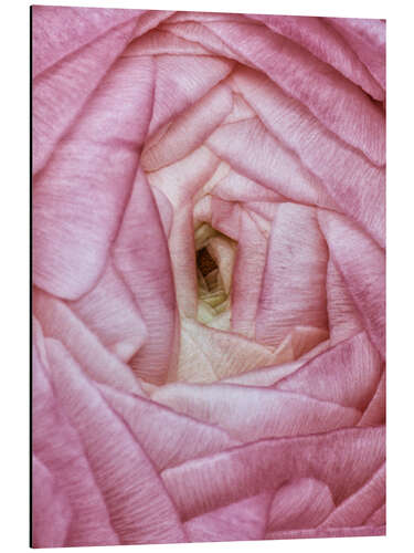 Aluminium print Ranunculus