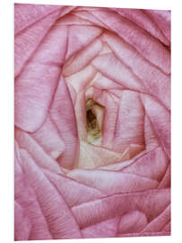 Foam board print Ranunculus