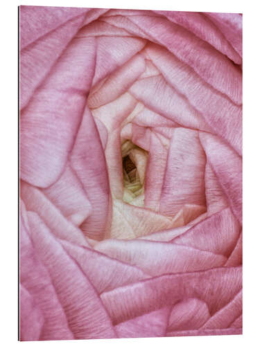 Gallery print Ranunculus