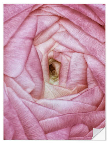 Selvklæbende plakat Ranunculus