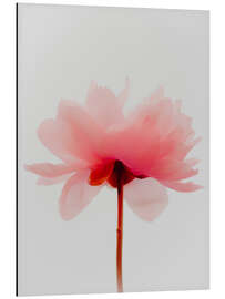 Magnettafel Neon Pfingstrose