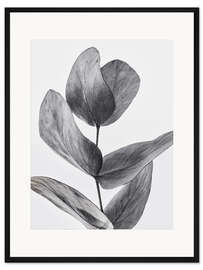 Gerahmter Kunstdruck Eukalyptus