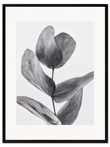 Ingelijste kunstdruk Eucalyptus