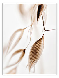 Poster Dried grass III