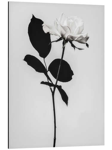 Aluminium print Blooming white