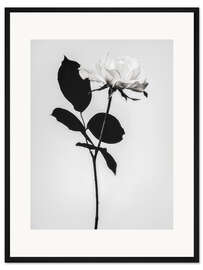 Gerahmter Kunstdruck Blühendes weiß