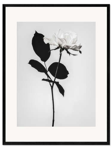 Kunsttryk i ramme Blooming white