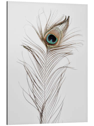 Aluminium print Peacock feather