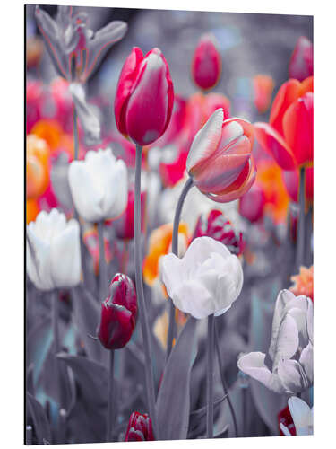 Aluminiumtavla Coloured tulips on grey