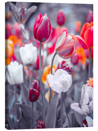 Canvas print Coloured tulips on grey