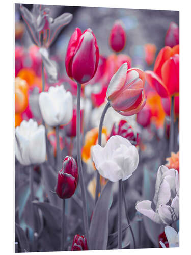 Cuadro de PVC Coloured tulips on grey