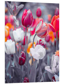 Foam board print Coloured tulips on grey