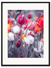 Gerahmter Kunstdruck Farbige Tulpen auf grau