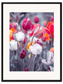 Gerahmter Kunstdruck Farbige Tulpen auf grau