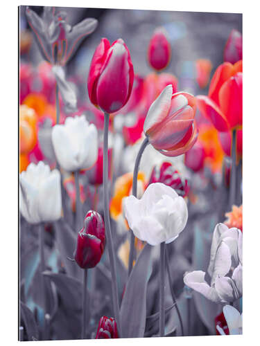 Cuadro de plexi-alu Coloured tulips on grey