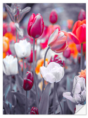 Selvklebende plakat Coloured tulips on grey