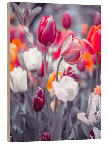 Wood print Coloured tulips on grey