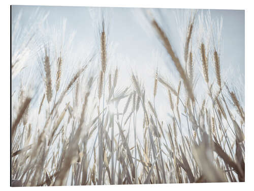 Aluminium print Wheat field II