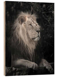 Hout print Lion